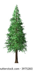 Redwood Tree Isolated On White Background, 3D Illustration.