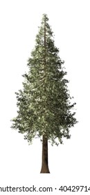 Redwood Tree Isolated On White Background, 3D Illustration.