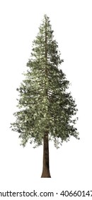 Redwood Tree Isolated On White Background, 3D Illustration.