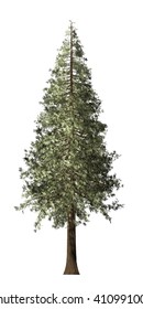 Redwood Tree Isolated On White Background, 3D Illustration.