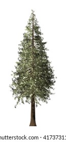 Redwood Tree Isolated On White Background, 3D Illustration.