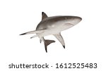 Reef shark isolated on white background cutout ready bended front view 3d rendering