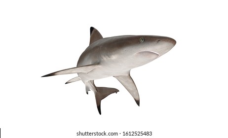 Reef shark isolated on white background cutout ready bended front view 3d rendering