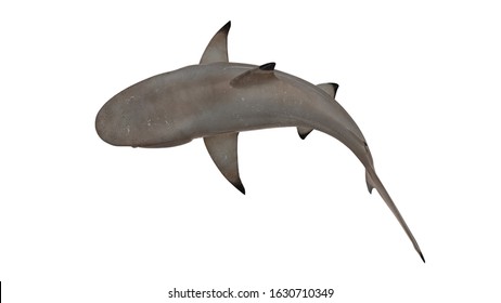Reef shark isolated on white background cutout ready bended top view 3d rendering