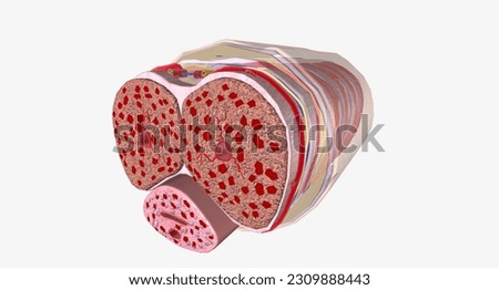 Regular Erection Penis Cross Section 3D rendering