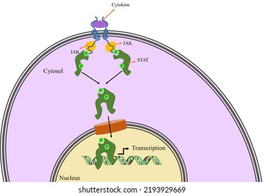 Regulation Of Gene Expression Via JAK STAT Pathway.