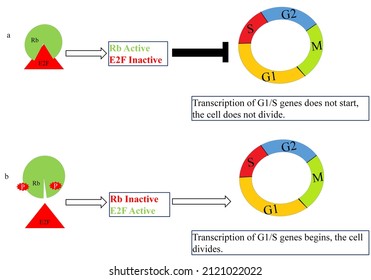 Regulation Mechanism Of The Cell Cycle By Rb And E2F Proteins.