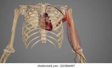 Relation And Branches Of Brachial Artery.3d Rendering