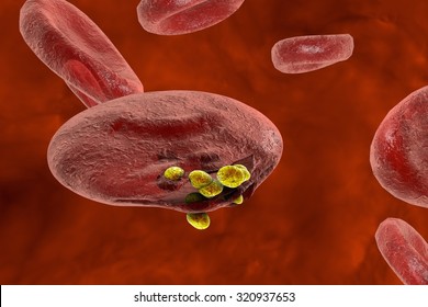 Release Of Malaria Parasites From Red Blood Cell