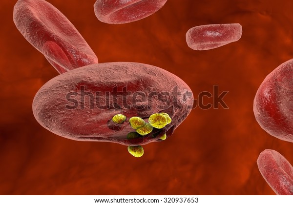 Release of\
malaria parasites from red blood\
cell