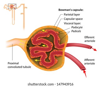 The Renal Corpuscle Structure, Labeled