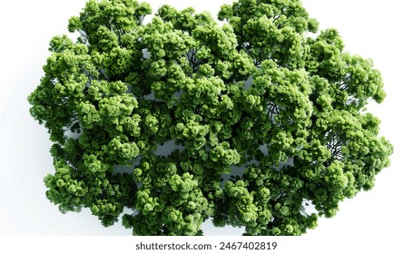 Rendered 3D top view of single large trees in woodland, isolated on white background, along with, forest scene with tall trees, realistic tree models, nature landscape illustration - Powered by Shutterstock - Get 15% off with code: PIKWIZARD15