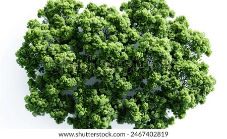 Rendered 3D top view of single large trees in woodland, isolated on white background, along with, forest scene with tall trees, realistic tree models, nature landscape illustration