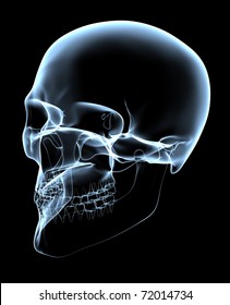 rendered bluish x-ray image of a human skull - oblique projection