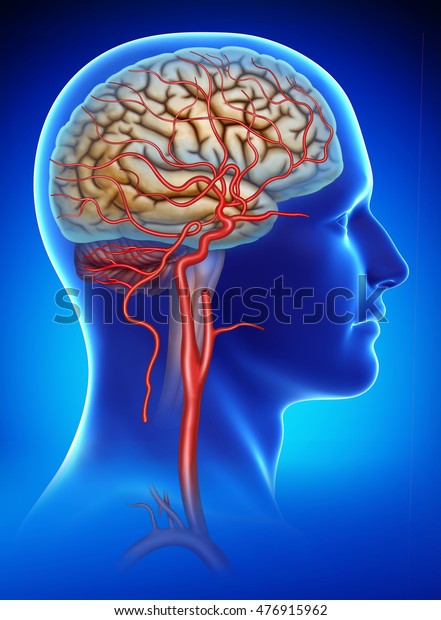 Rendering human head with branch of the internal\
carotid\
artery.
