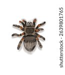 Representation of the Tarantula spider - Brachypelma smithi 