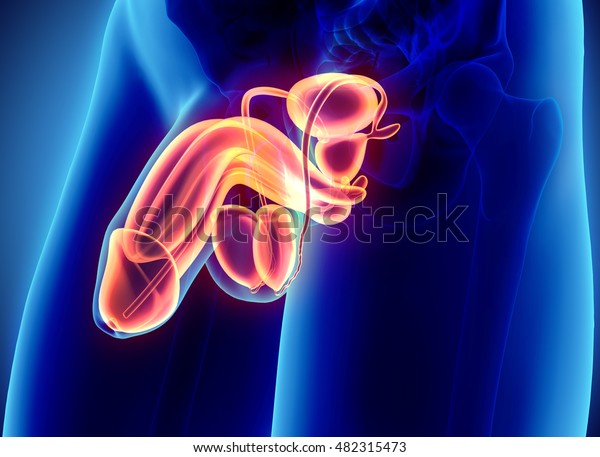 Reproductive system male - 3d illustration\
medical\
concept.
