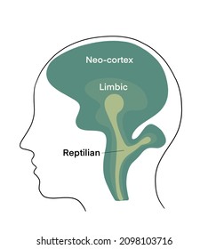Reptilian Brain Simple Diagra, - Limbic, Neo-cortex