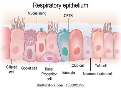 Respiratory epithelium in humans showing different cell types