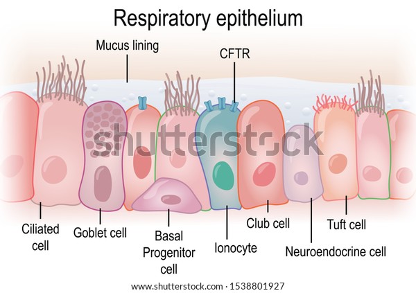 Respiratory Epithelium Humans Showing Different Cell Stock Illustration