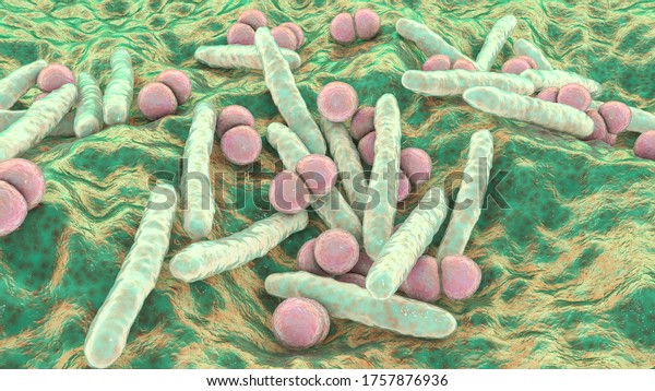 Respiratory pathogens, bacteria\
Mycobacterium tuberculosis and Streptococcus pneumoniae, 3D\
illustration. The causative agents of tuberculosis and\
pneumonia