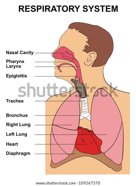 Respiratory System Stock Illustration 109267370