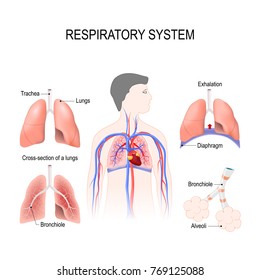 Human Respiratory System Anatomical Vector Illustration Stock Vector ...