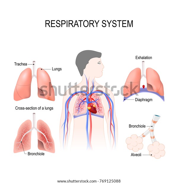 Respiratory System Bronchiole Bronchi Diaphragm Trachea Stock ...