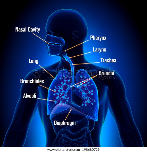 呼吸器系 詳細視認解剖学 のイラスト素材