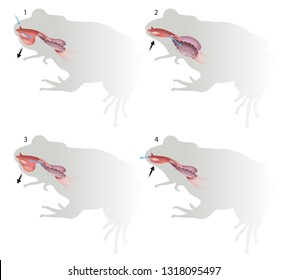 Respiratory System Images, Stock Photos & Vectors | Shutterstock