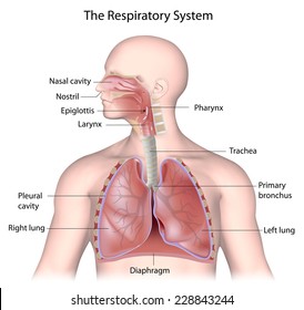 The respiratory system, labeled