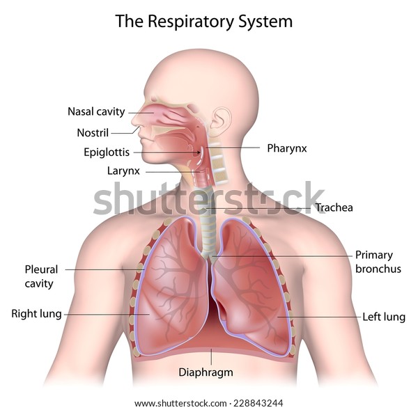 The respiratory system,\
labeled