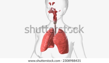 The respiratory system is made of all of the structures that bring oxygen into the body and expel carbon dioxide.3D rendering
