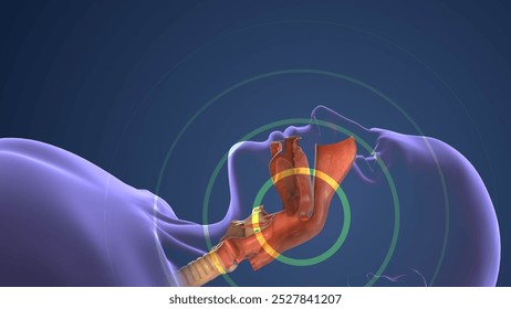 Respiratory System Managing Normal Breathing and Snoring During Sleep 3D Illustration - Powered by Shutterstock