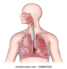 The respiratory system, unlabeled