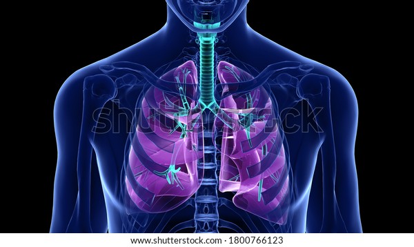 Respiratory tract is divided into upper organ\
outside thorax nose pharynx and larynx and lower respiratory tract\
organ within thorax trachea bronchi, bronchioles alveolar duct and\
alveoli.3D