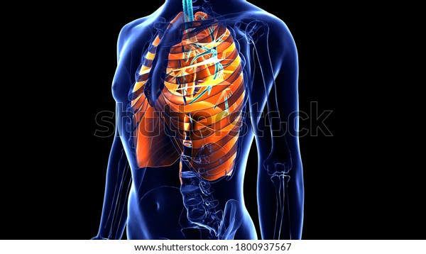 Respiratory tract is divided into upper organ\
outside thorax nose pharynx and larynx and lower respiratory tract\
organ within thorax trachea bronchi, bronchioles alveolar duct and\
alveoli.3D