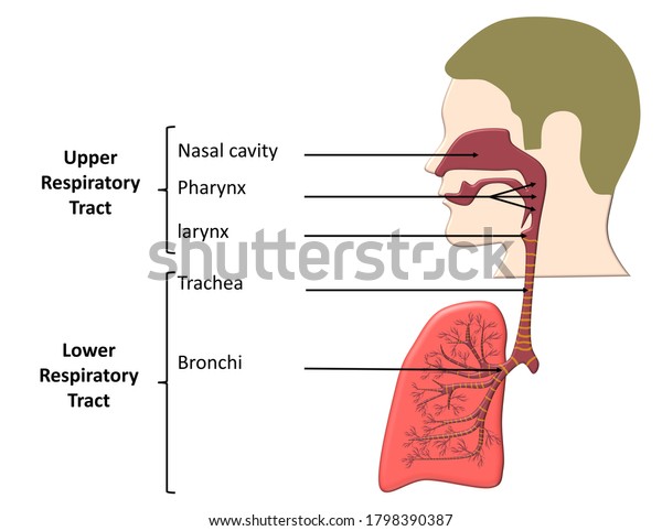 The respiratory tract is the\
subdivision of the respiratory system involved with the process of\
respiration in mammals. it is lined with mucosa or\
epithelium