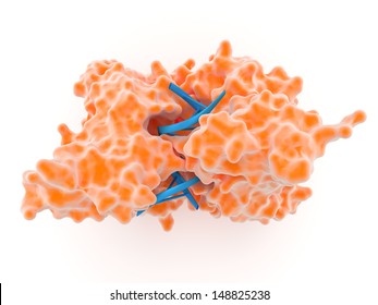 Restriction Enzyme Is An Enzyme Produced By Bacteria As A Defence Against Viral Infection That Catalyzes The Cutting Of DNA At Specific Sites To Produce Discrete Fragments