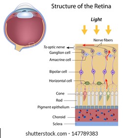 Retina Structure