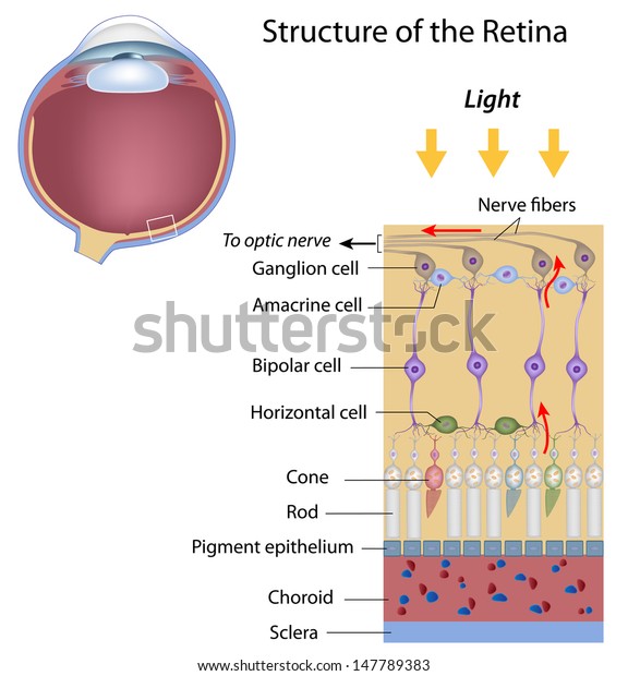 Retina Structure庫存插圖147789383