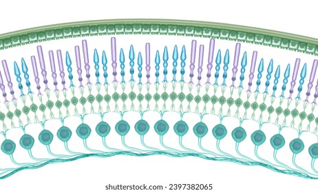 Retinal cells 3d rendering, rods, cones, ganglion, neuron, retina, cross-section