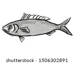 Retro cartoon style drawing of a Australian Herring , a native Australian marine life species viewed from side on isolated white background done in black and white.