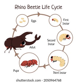 Rhino Beetle Life Cycle Banner Illustration