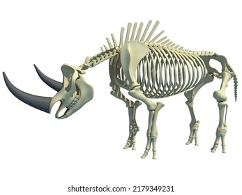 Rhino Rhinoceros Skeleton 3d Rendering On Stock Illustration 2179349231 