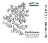 Rhodiola rosea or golden root illustration. Hand drawn medicinal plants in sketch style