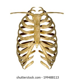 Rib Cage