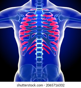 Rib Cage Arrangement Ribs Attached Vertebral Stock Illustration ...