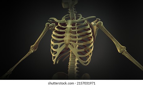 5,987 Clavicle and ribs anatomy Images, Stock Photos & Vectors ...