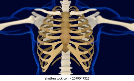 Rib Cage Human Skeleton Anatomy 3d Stock Illustration 2099049328